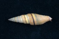 藏品(紅筆螺)的圖片